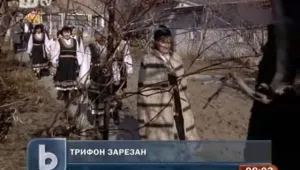 На Трифоновден стопаните подрязват лозята за здраве и берекет