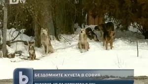 Нова мода: Любители на животните осиновяват бездомни кучета