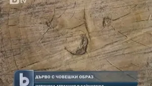 Образ на светец се появи върху дърво в Силистренско