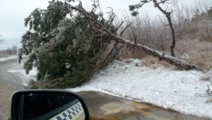 Бурни ветрове отнесоха покриви и изкорениха дървета