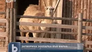И на животните им е студено