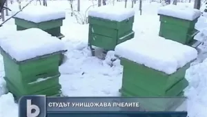 Заради студа ще пием чай без мед