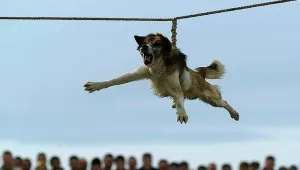 Полицейски трик осуети тричането на кучета