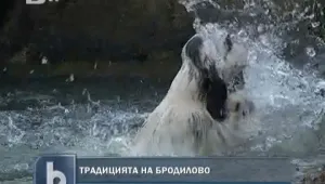 Тричаха кучета в реката на Бродилово