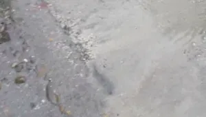 Вода извира от тротоар (ВИДЕО)