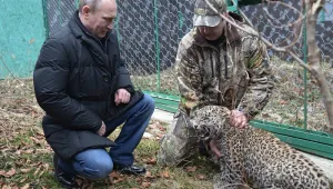 Путин влезе в клетка на леопарди