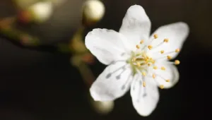 Времето днес – 23 март 2025 г.: Температури между 15 и 21 градуса в неделя
