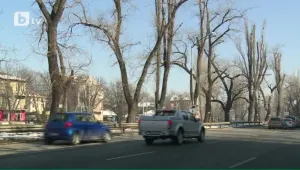 Общината започва изсичане на опасните тополи по бул. „Сливница”