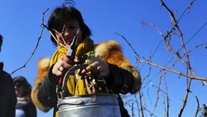 Трифоновден е: Време е да се подрежат лозите