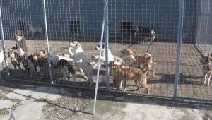 Залавят повече бездомни кучета