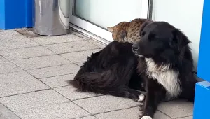 Котарак с бодигард (ВИДЕО)