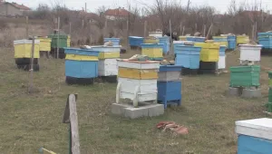 Планова сеч застрашава поминъка на пчелари в Старозагорско 