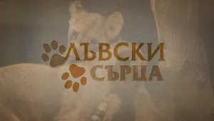bTV Репортерите: Лъвски сърца