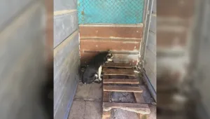 Доброволци на протест заради лошите условия в кучешките приюти