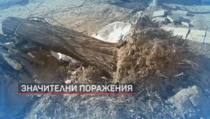 Разчистват щетите след ураганния вятър в Хасково