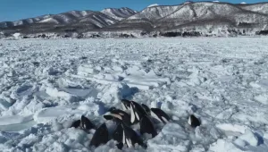 Редки кадри показват как косатки са заклещени в леда край Япония (ВИДЕО)