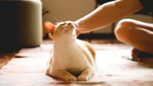 Не се грижат само за собствените си нужди: Котките обожават стопаните си