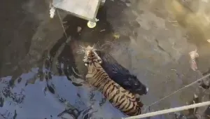 Тигрица и глиган паднаха в кладенец и се сприятелиха (ВИДЕО)
