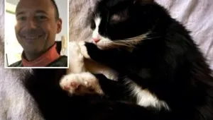 Разследват лекар, спасил котка, след падане от 6-ия етаж 