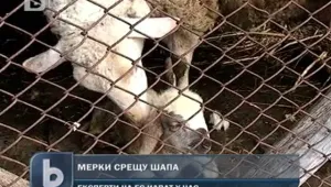 Ограничават движението на животни в пет области
