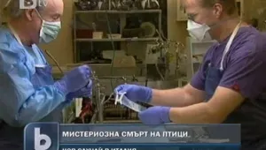 Около 400 гълъба бяха намерени мъртви в италианска провинция