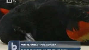 Мистерията с умиращите птици по света продължава