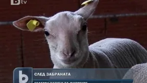 Няма нови случаи на шап до момента