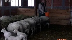 Турция затваря пазарите за продажба на животни