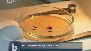 Атака на дървеници в София
