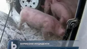 Стотици прасета затвориха две магистрали в САЩ
