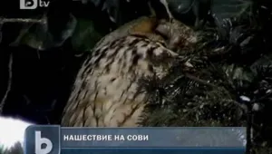  Нашествие на сови в Търговище