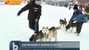 Любители на гонките с кучешки впрягове се събраха в Чехия 