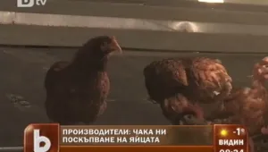 Ще поскъпнат ли яйцата заради новите евростандарти?