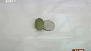 Китайска кокошка снесе най-малкото яйце