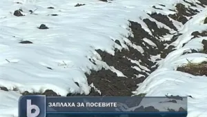 Снегът застрашава зърнената реколта