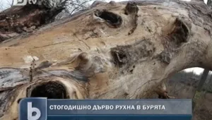 Село Гарван два дни отцепено от света заради дърво с прилепи 