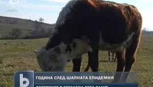 Животновъдството в Странджа в колапс заради шапа