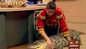 Алигатор и костенурка на гости на 