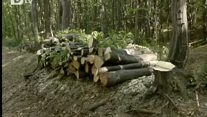 Новият закон за горите скара държавата с дърводобивните фирми