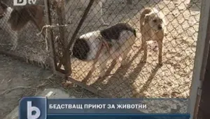 Помощ за животни, пострадали от човешко насилие