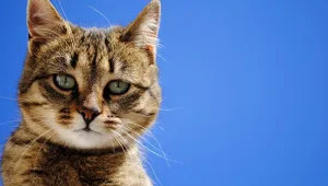Котаракът-милионер Томазо почина