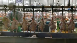 Беларус забрани вноса на българско птиче месо