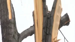 Масово унищожаване на дървета в Кадиево, по заповед на кмета