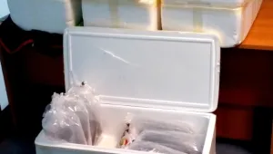 СГП се споразумя с китайците, хванати със защитени змиорки