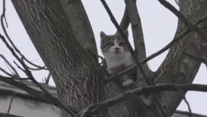 Пожарникари спасиха коте в Търговище