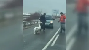 Лебед блокира пътя Поморие – Бургас