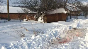 Кучетата, убили възрастна жена в Козловец, са били домашни