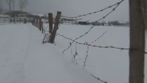 Овчар оцеля две седмици в студа, хранел се само със сняг