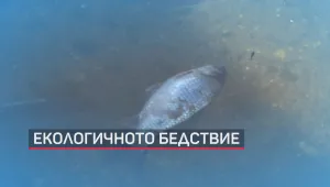 Обвиниха управителя на „Екоинвест“ за екокатастрофата в Марица