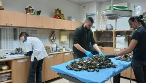 Над 1000 станаха чинките, станали жертви на пиратките и фойерверките по Нова година
